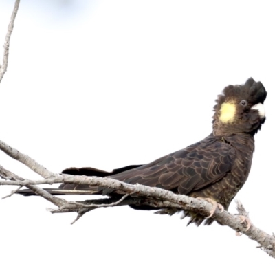 Zanda funerea (Yellow-tailed Black-Cockatoo) at Guerilla Bay, NSW - 30 Aug 2019 by jbromilow50