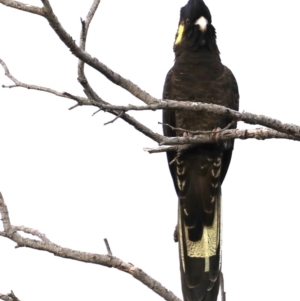 Zanda funerea at Guerilla Bay, NSW - 30 Aug 2019