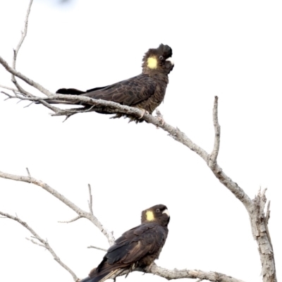 Zanda funerea (Yellow-tailed Black-Cockatoo) at Guerilla Bay, NSW - 30 Aug 2019 by jb2602