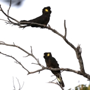 Zanda funerea at Guerilla Bay, NSW - 30 Aug 2019