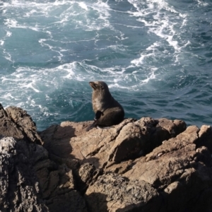 Arctocephalus pusillus doriferus at Guerilla Bay, NSW - 30 Aug 2019