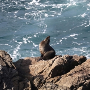 Arctocephalus pusillus doriferus at Guerilla Bay, NSW - 30 Aug 2019 03:31 PM