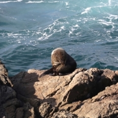 Arctocephalus pusillus doriferus at Guerilla Bay, NSW - 30 Aug 2019