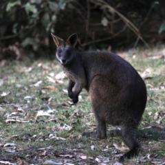 Wallabia bicolor (Swamp Wallaby) at Mogo State Forest - 30 Aug 2019 by jbromilow50