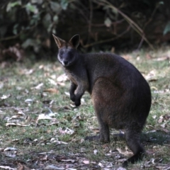 Wallabia bicolor (Swamp Wallaby) at Mogo, NSW - 30 Aug 2019 by jb2602