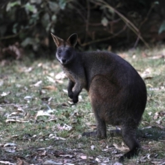 Wallabia bicolor (Swamp Wallaby) at Mogo State Forest - 30 Aug 2019 by jb2602