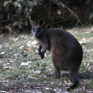 Wallabia bicolor at Mogo, NSW - 30 Aug 2019 02:09 PM