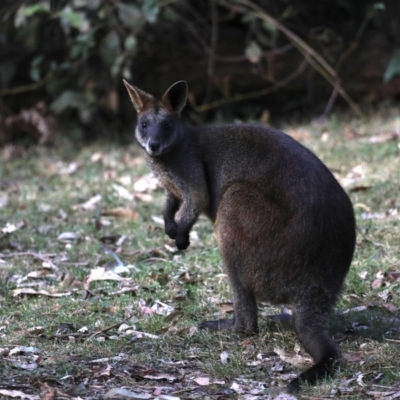 Wallabia bicolor (Swamp Wallaby) at Mogo, NSW - 30 Aug 2019 by jbromilow50