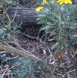 Tachyglossus aculeatus at Hawker, ACT - 13 Aug 2019