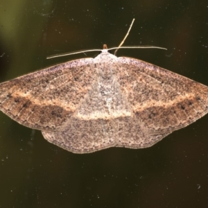 Taxeotis perlinearia at Rosedale, NSW - 30 Aug 2019 11:15 PM