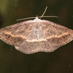 Taxeotis perlinearia at Rosedale, NSW - 30 Aug 2019