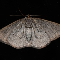 Taxeotis perlinearia at Rosedale, NSW - 30 Aug 2019 11:15 PM