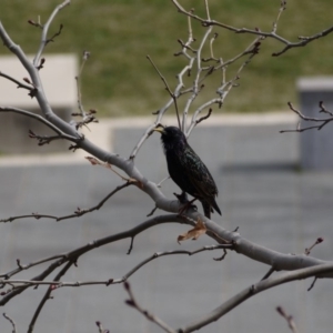 Sturnus vulgaris at Gungahlin, ACT - 5 Sep 2019