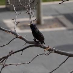 Sturnus vulgaris at Gungahlin, ACT - 5 Sep 2019