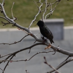 Sturnus vulgaris at Gungahlin, ACT - 5 Sep 2019