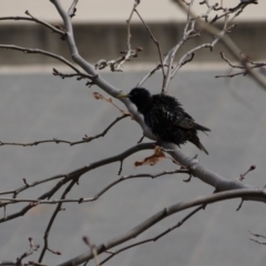 Sturnus vulgaris at Gungahlin, ACT - 5 Sep 2019