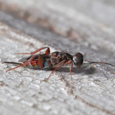 Cleonyminae (subfamily) (Parasitic wasp) at Hackett, ACT - 3 Sep 2019 by TimL