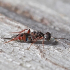 Cleonyminae sp. (subfamily) (Parasitic wasp) at Hackett, ACT - 3 Sep 2019 by TimL