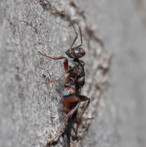 Cleonyminae (subfamily) at Hackett, ACT - 3 Sep 2019