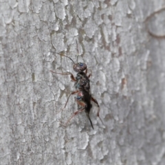 Cleonyminae (subfamily) at Hackett, ACT - 3 Sep 2019