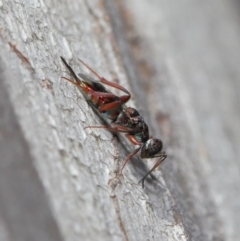 Cleonyminae (subfamily) at Hackett, ACT - 3 Sep 2019