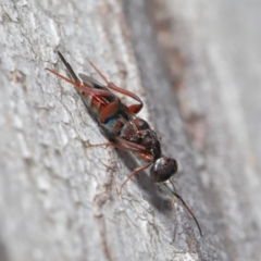 Cleonyminae (subfamily) at Hackett, ACT - 3 Sep 2019