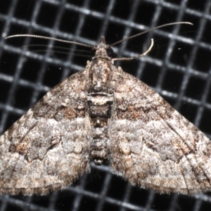 Phrissogonus laticostata at Rosedale, NSW - 30 Aug 2019