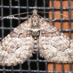 Phrissogonus laticostata at Rosedale, NSW - 30 Aug 2019