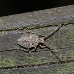 Alcaeus varicornis (Acacia shield bug) at Acton, ACT - 3 Sep 2019 by TimL