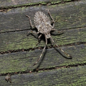 Alcaeus varicornis at Acton, ACT - 3 Sep 2019