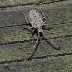 Alcaeus varicornis at Acton, ACT - 3 Sep 2019