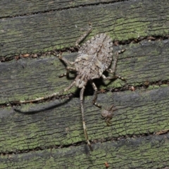 Alcaeus varicornis at Acton, ACT - 3 Sep 2019