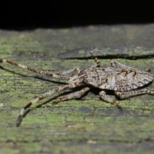 Alcaeus varicornis at Acton, ACT - 3 Sep 2019