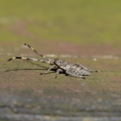 Alcaeus varicornis at Acton, ACT - 3 Sep 2019 02:26 PM