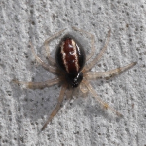 Euryopis umbilicata at Hackett, ACT - 3 Sep 2019