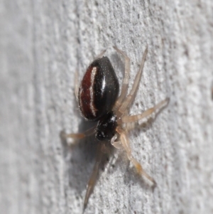 Euryopis umbilicata at Hackett, ACT - 3 Sep 2019