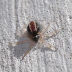 Euryopis umbilicata at Hackett, ACT - 3 Sep 2019