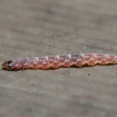 Lepidoptera unclassified IMMATURE moth at Hackett, ACT - 3 Sep 2019 by TimL