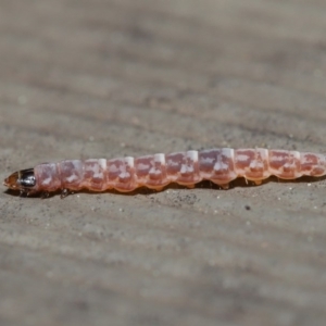 Lepidoptera unclassified IMMATURE at Hackett, ACT - 3 Sep 2019