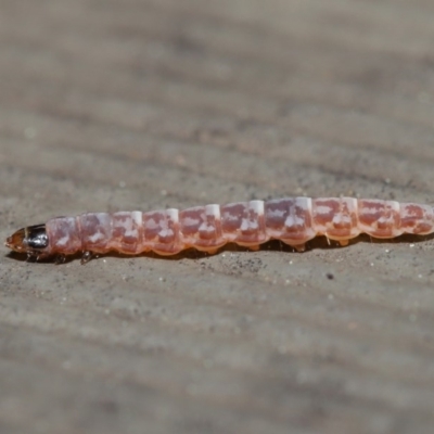 Lepidoptera unclassified IMMATURE (caterpillar or pupa or cocoon) at Hackett, ACT - 3 Sep 2019 by TimL