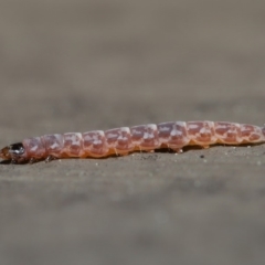 Lepidoptera unclassified IMMATURE at Hackett, ACT - 3 Sep 2019