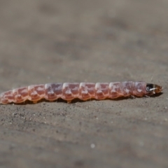 Lepidoptera unclassified IMMATURE at Hackett, ACT - 3 Sep 2019