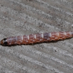 Lepidoptera unclassified IMMATURE at Hackett, ACT - 3 Sep 2019