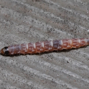 Lepidoptera unclassified IMMATURE at Hackett, ACT - 3 Sep 2019