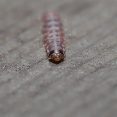 Lepidoptera unclassified IMMATURE at Hackett, ACT - 3 Sep 2019