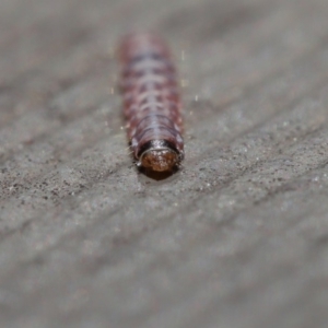 Lepidoptera unclassified IMMATURE at Hackett, ACT - 3 Sep 2019 12:10 PM