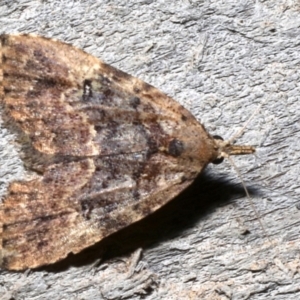 Alapadna pauropis at Rosedale, NSW - 30 Aug 2019