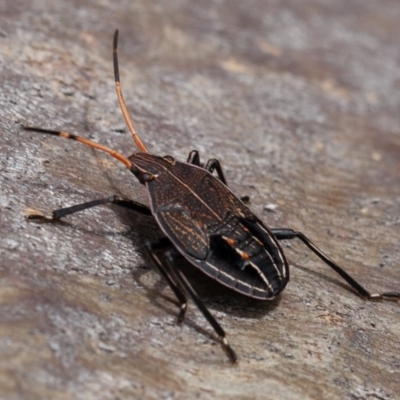 Theseus modestus (Gum tree shield bug) at Mount Ainslie - 5 Sep 2019 by rawshorty