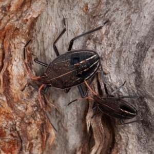 Theseus modestus at Majura, ACT - 5 Sep 2019 11:20 AM