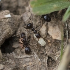 Papyrius nitidus (Shining Coconut Ant) at Illilanga & Baroona - 5 Apr 2019 by Illilanga